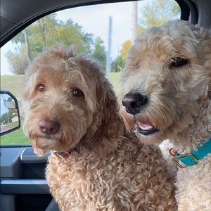 Meet your Posher, Shelby